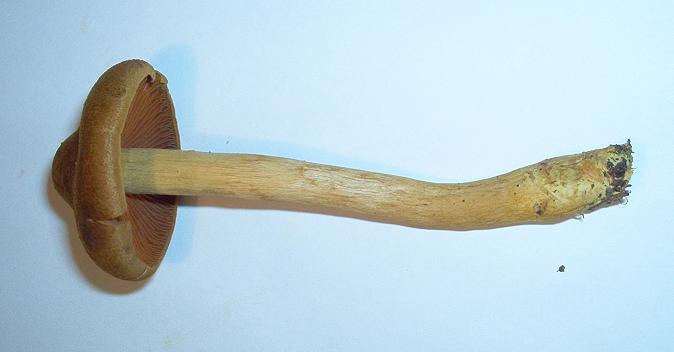 Cortinarius semisanguineus_4.1.JPG