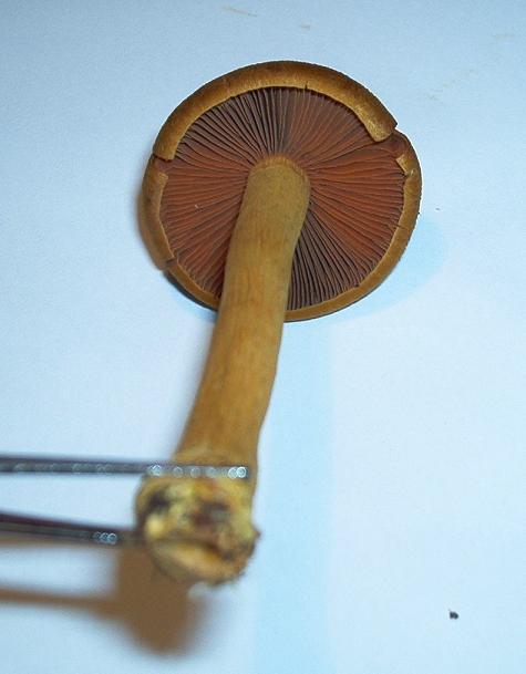 Cortinarius semisanguineus_5.1.JPG