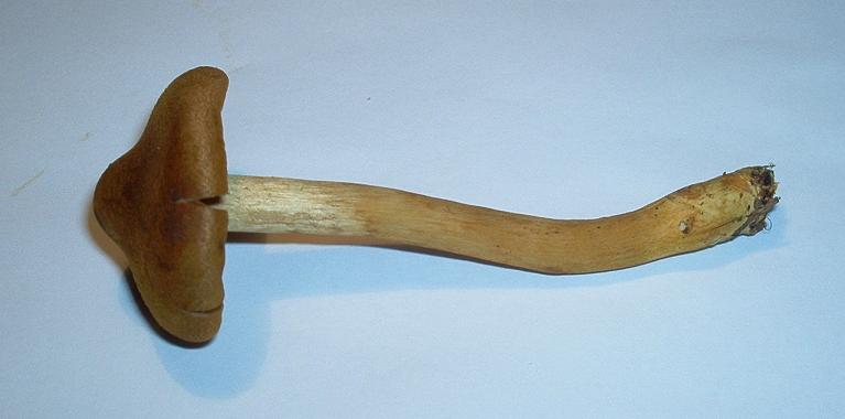 Cortinarius semisanguineus_6.1.JPG