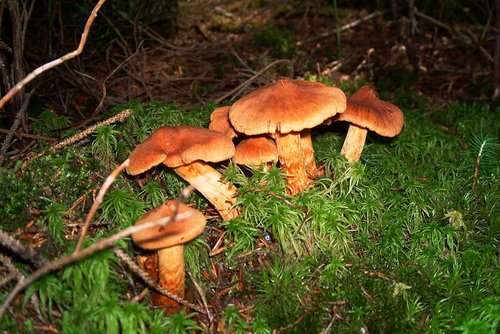 Cortinarius speciosissimus_A01.JPG