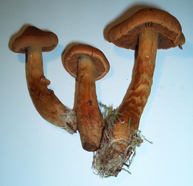 Cortinarius speciosissimus_A2.JPG