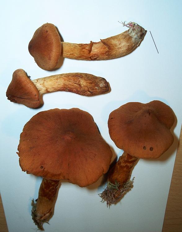Cortinarius speciosissimus_A3.JPG