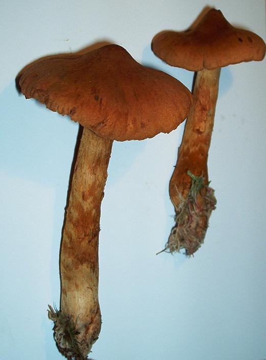 Cortinarius speciosissimus_A4.JPG