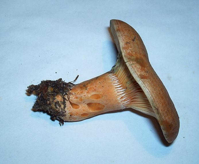 Lactarius deliciosus_01.JPG