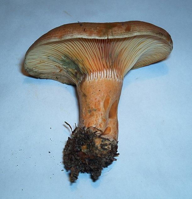 Lactarius deliciosus_02.JPG