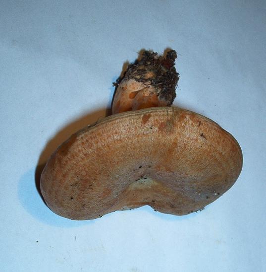 Lactarius deliciosus_03.JPG
