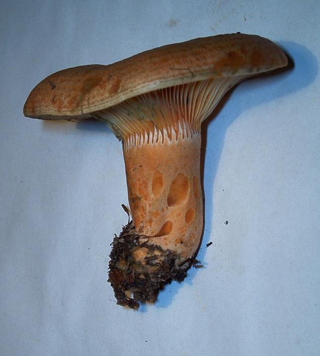 Lactarius deliciosus_04.JPG