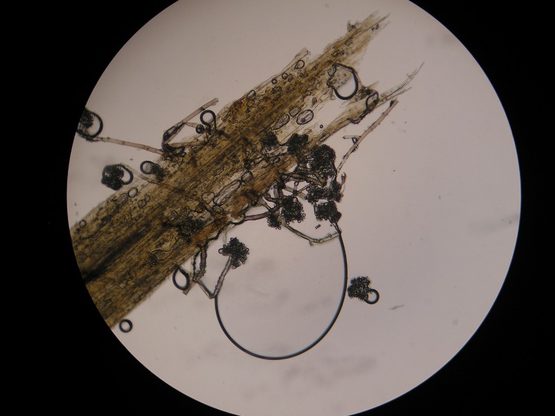 400er Wathlingen (1).JPG