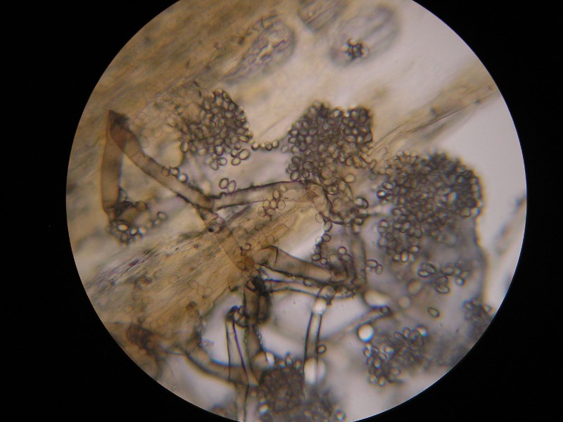 1000er Wathlingen (1).JPG