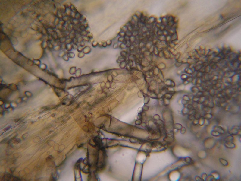 1000er Wathlingen (2).JPG