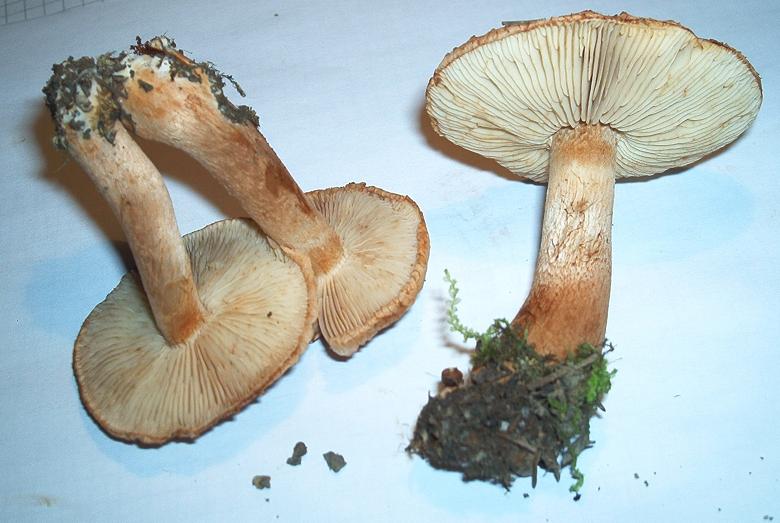 Tricholoma vaccinum_01.JPG