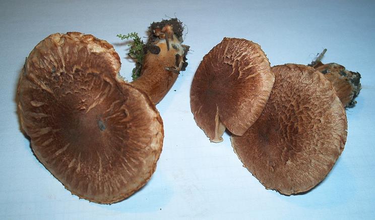Tricholoma vaccinum_03.JPG
