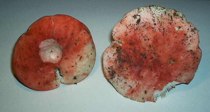 Russula sp.-01.JPG