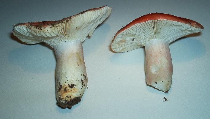 Russula sp.-02.JPG