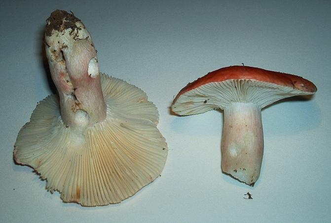 Russula sp.-03.JPG