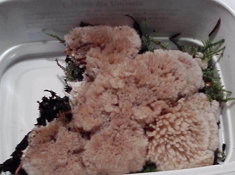 Unbenannter Pilz 01.JPG