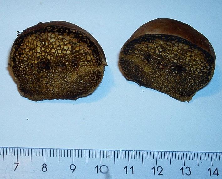 Pisolithus arhizus-4.jpg