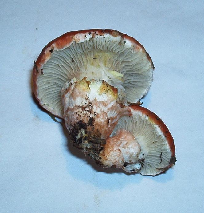 Gomphidius roseus_02.JPG