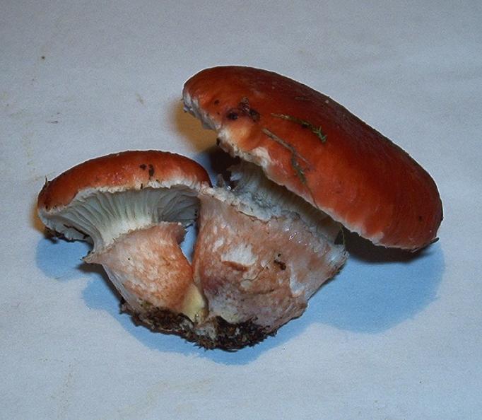 Gomphidius roseus_03.JPG