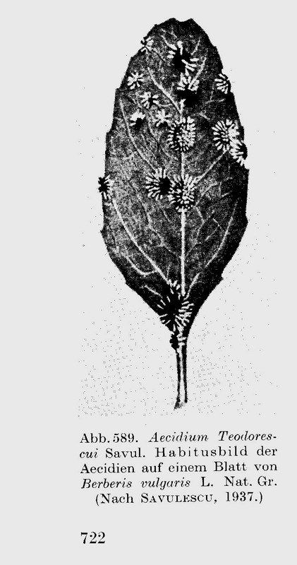 3-Aecidium teodorescui.JPG
