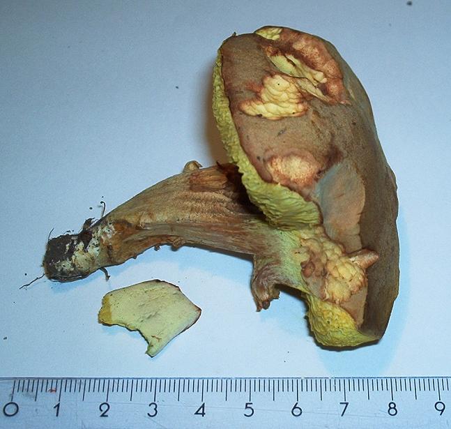 Xerocomus sp._01.jpg