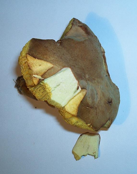 Xerocomus sp._02.jpg