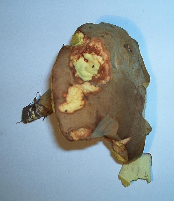 Xerocomus sp._03.jpg