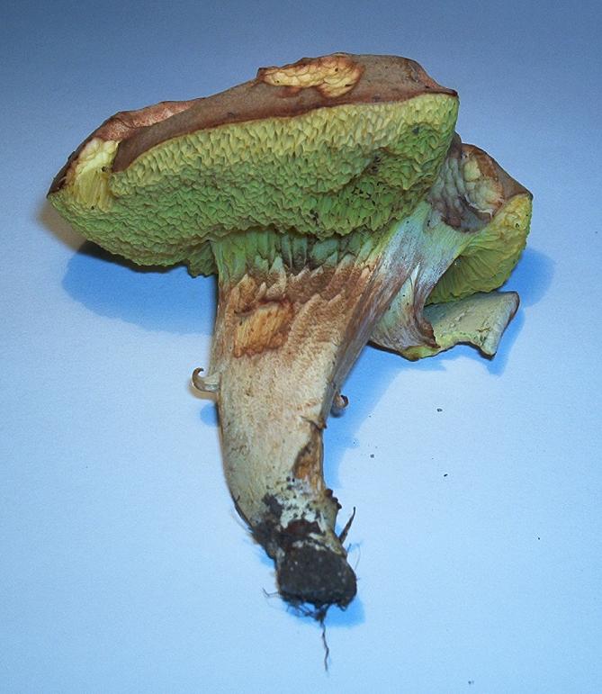 Xerocomus sp._04.jpg