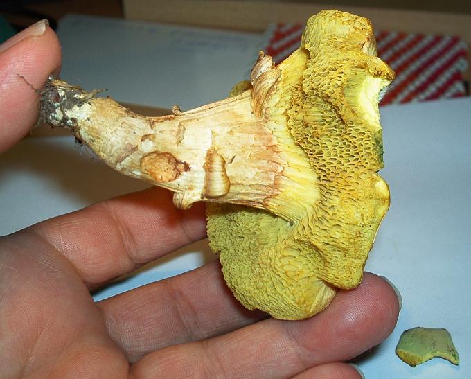 Xerocomus sp._05.jpg