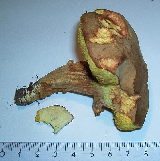 Xerocomus sp._06.jpg