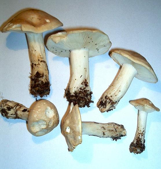 Calocybe gambosa_01.JPG