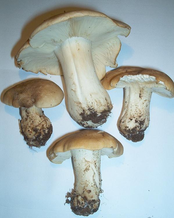 Calocybe gambosa_05.JPG