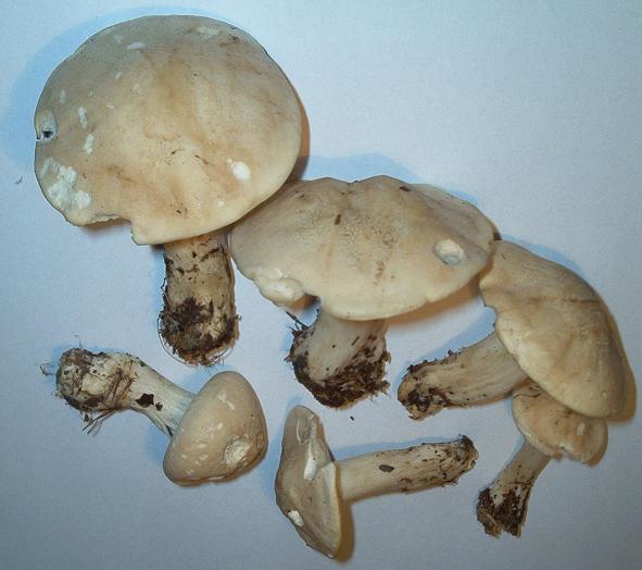 Calocybe gambosa_06.JPG