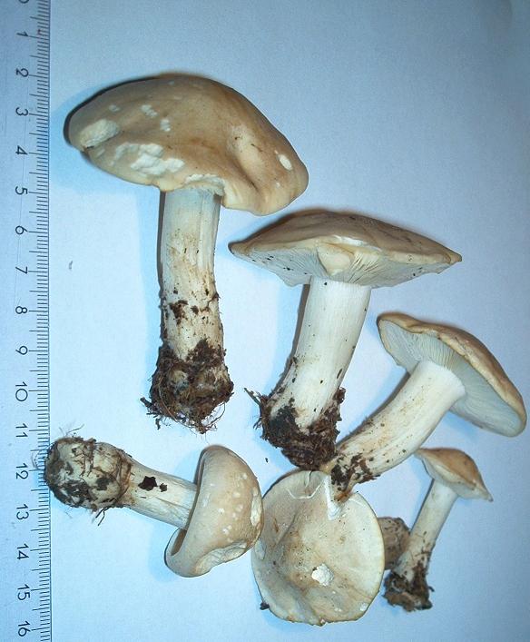Calocybe gambosa_08.JPG