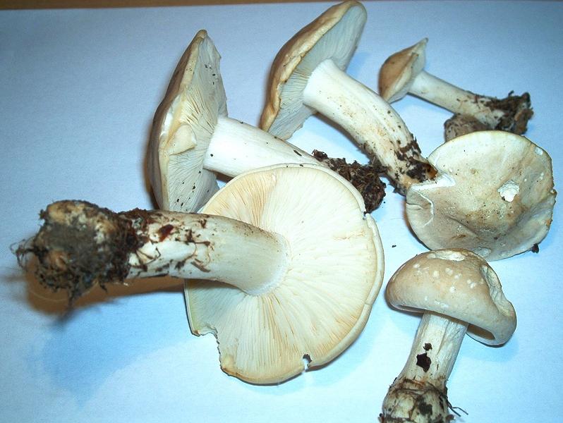 Calocybe gambosa_09.JPG