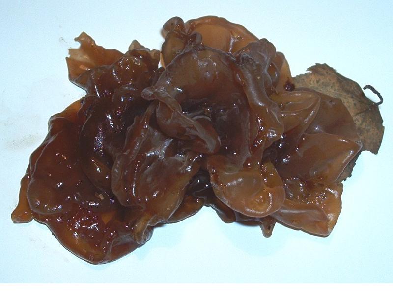 Tremella spec._03.JPG