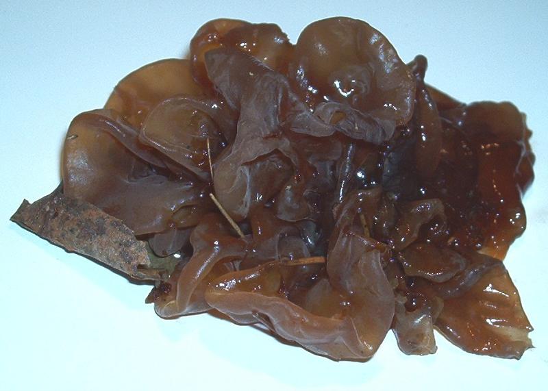 Tremella spec._04.JPG