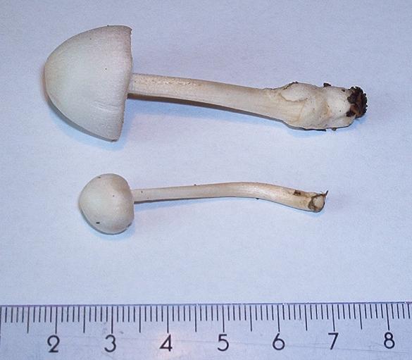 Volvariella pusilla_02.JPG