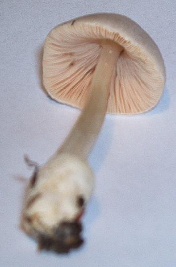 Volvariella pusilla_04.JPG