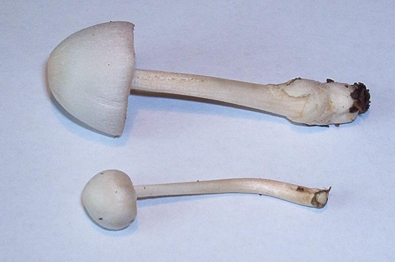 Volvariella pusilla_05.JPG