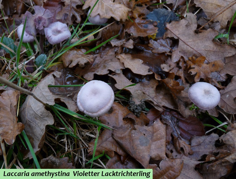Laccaria amethystea 1 .JPG