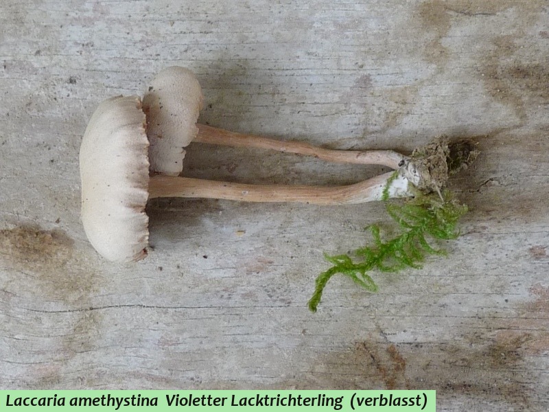 Laccaria amethystina 2 .JPG