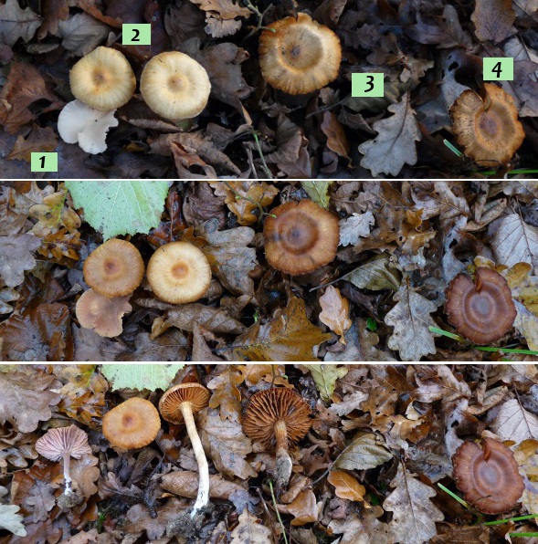 zzz8 Dreierbild nummeriert red .jpg