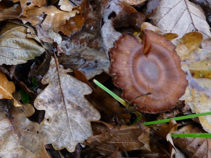 P1040549 1-er Hut .JPG