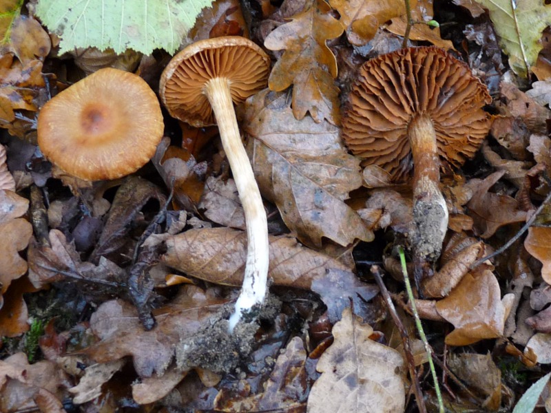 P1040549 2-er Hut+Stiel .JPG