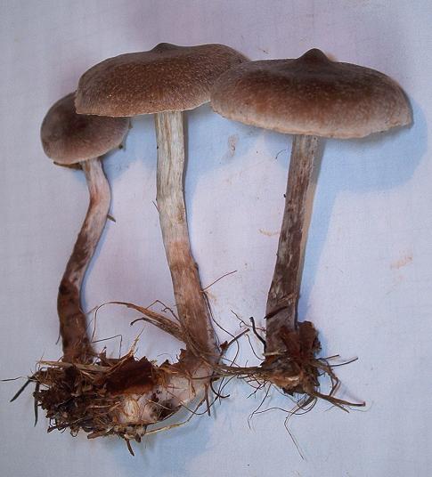 Cortinarius spec._01.JPG