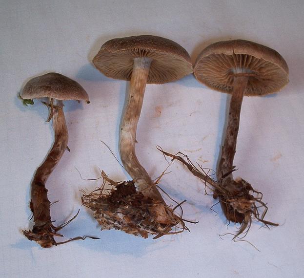 Cortinarius spec._02.JPG