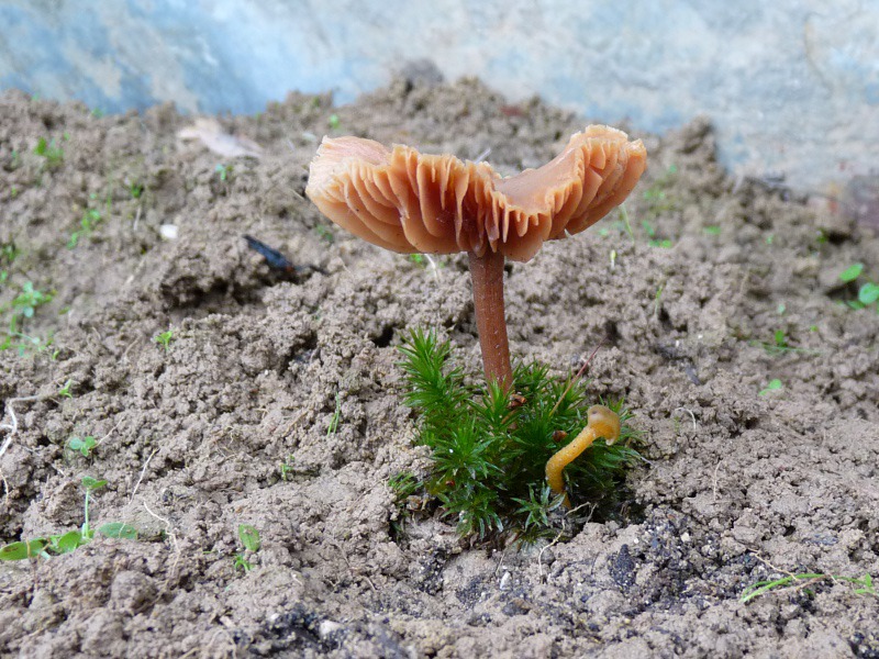 P1040614 Cort scal 800X600 red .JPG