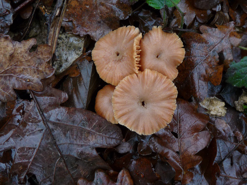 P1040616 Cort 4 Hüte 800X600 red .JPG