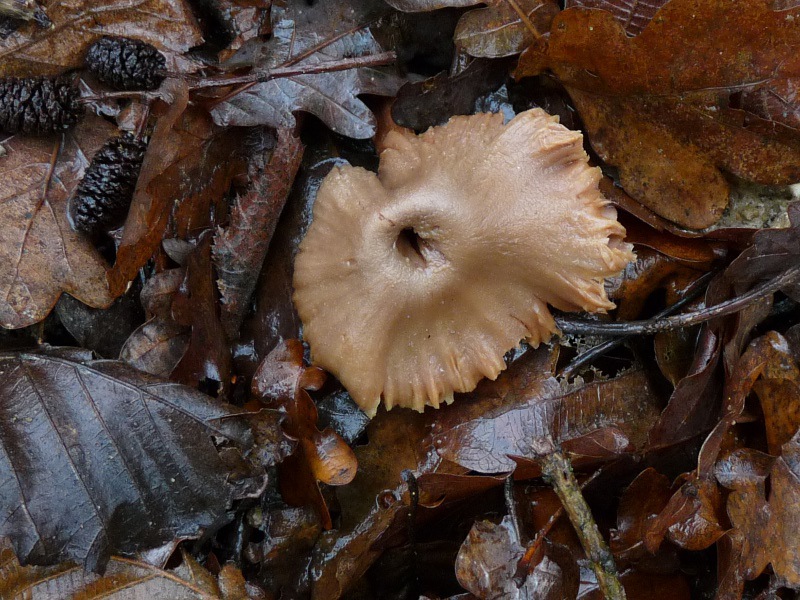 P1040619 Cort alt 800X600 red .JPG